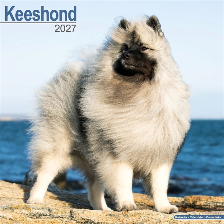 Keeshond Calendar 2027