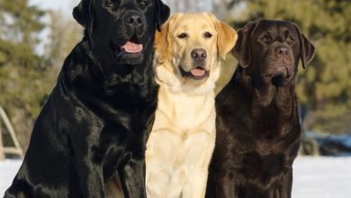 Labrador Retrievers Calendar 2027