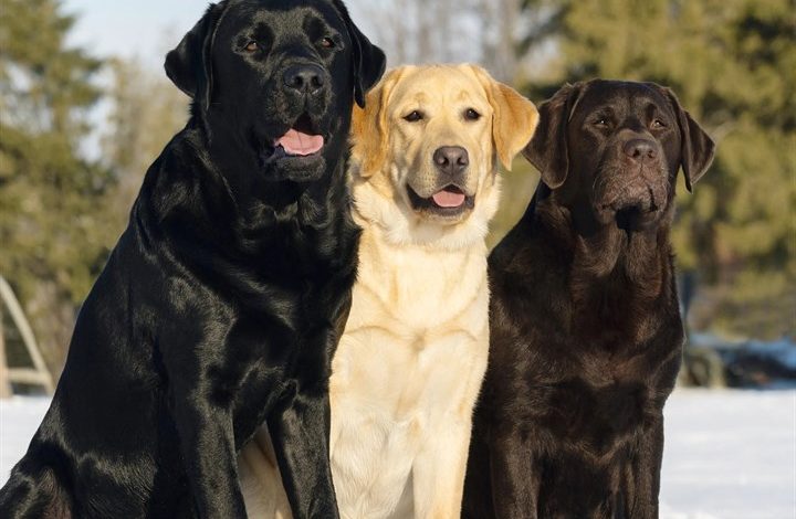Labrador Retrievers Calendar 2027