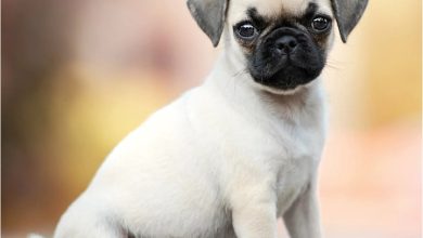 Pug Puppies Mini Calendar 2027
