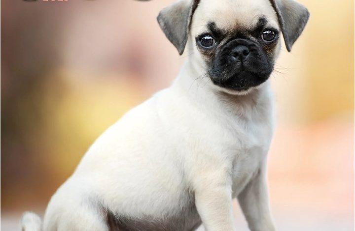Pug Puppies Mini Calendar 2027