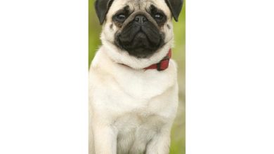 Pug Slim Calendar 2027