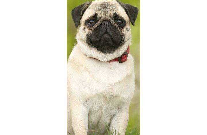 Pug Slim Calendar 2027