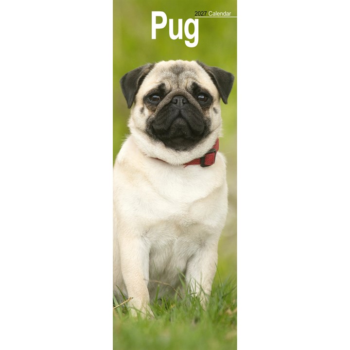 Pug Slim Calendar 2027