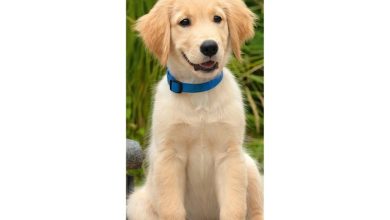 Puppies Slim Calendar 2027