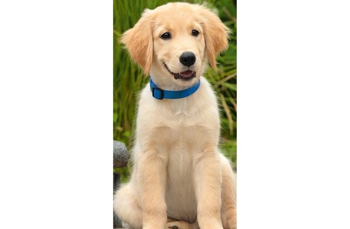 Puppies Slim Calendar 2027
