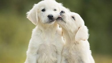 Puppies Calendar 2027