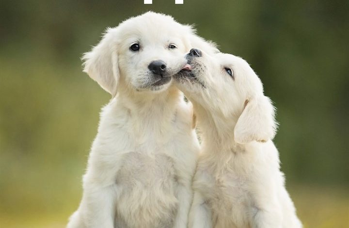 Puppies Calendar 2027
