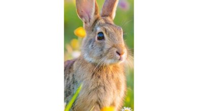 Rabbits Slim Calendar 2027