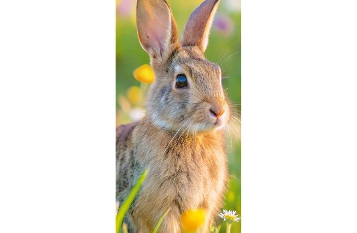 Rabbits Slim Calendar 2027