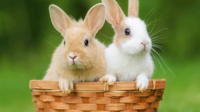 Rabbits Calendar 2027