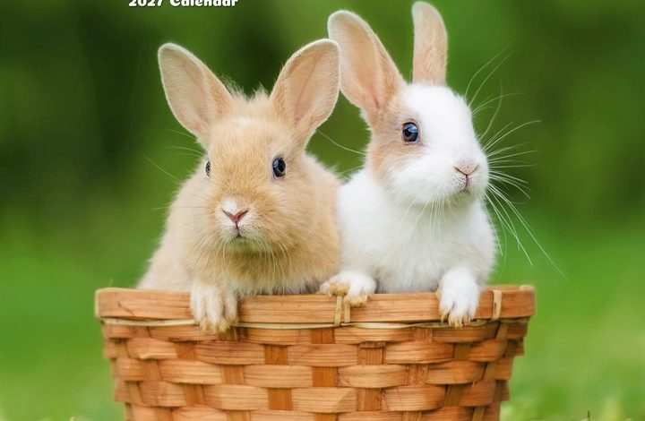 Rabbits Calendar 2027