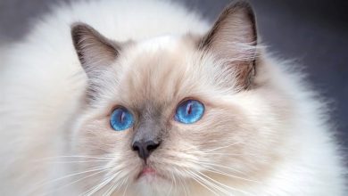 Ragdoll Cats Calendar 2027