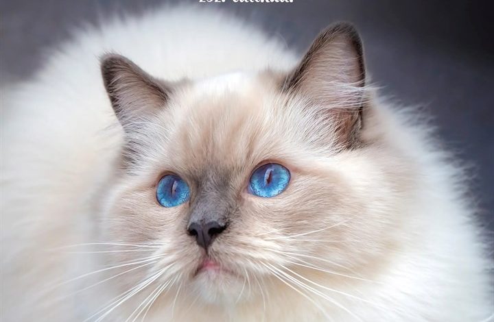 Ragdoll Cats Calendar 2027