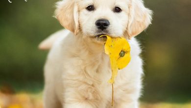 Golden Retriever Puppies Calendar 2027