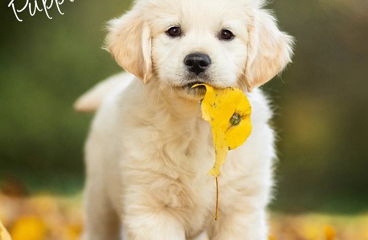 Golden Retriever Puppies Calendar 2027