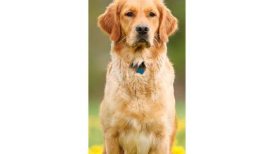 Golden Retriever Slim Calendar 2027