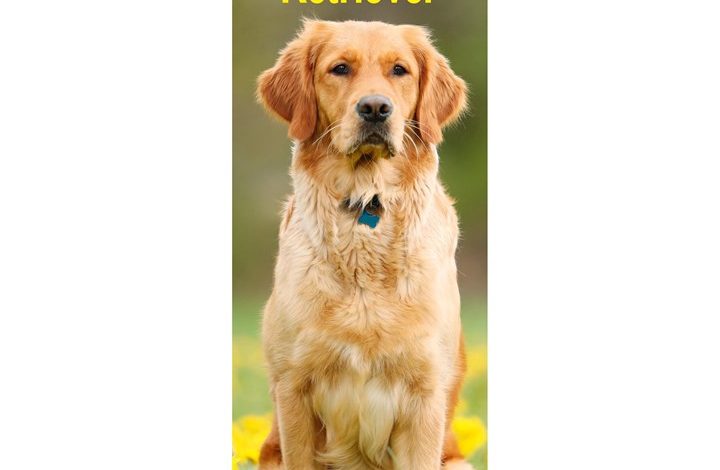 Golden Retriever Slim Calendar 2027