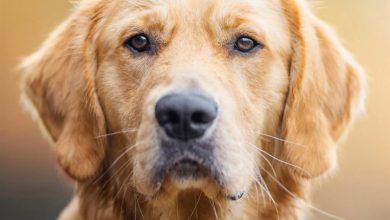 Golden Retriever Calendar 2027