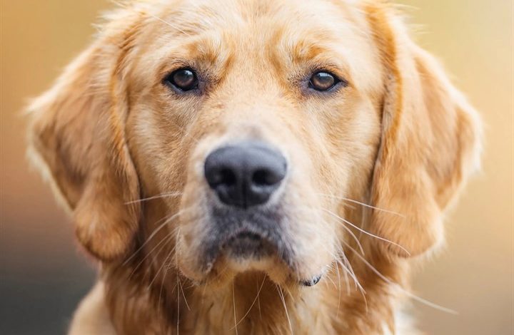 Golden Retriever Calendar 2027