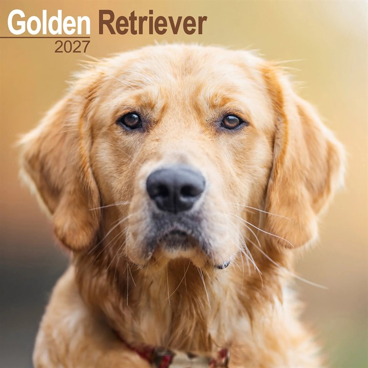 Golden Retriever Calendar 2027