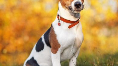 Jack Russell Calendar 2027
