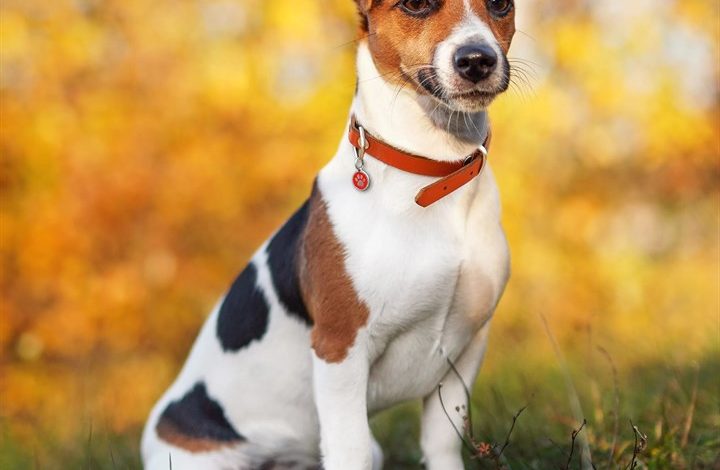 Jack Russell Calendar 2027