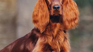 Irish Setter Calendar 2027