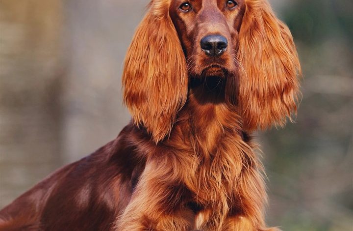 Irish Setter Calendar 2027