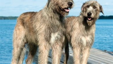 Irish Wolfhound Calendar 2027
