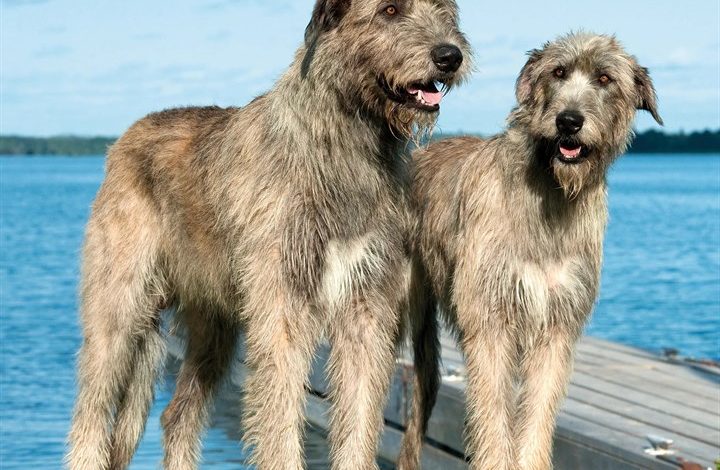 Irish Wolfhound Calendar 2027