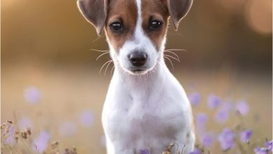Jack Russell Puppies Mini Calendar 2027