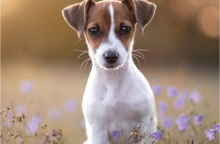 Jack Russell Puppies Mini Calendar 2027