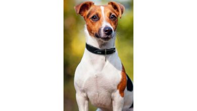 Jack Russell Slim Calendar 2027