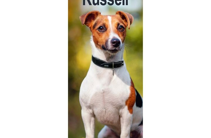 Jack Russell Slim Calendar 2027