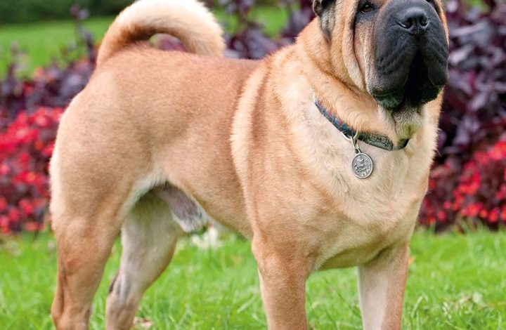 Shar Pei Calendar 2027