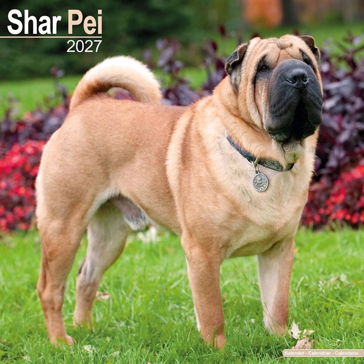 Shar Pei Calendar 2027