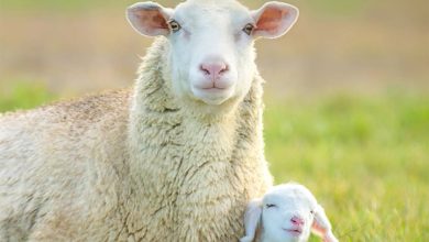 Sheep Calendar 2027