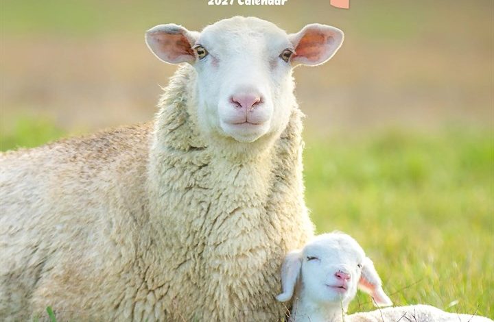Sheep Calendar 2027