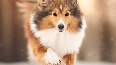 Shetland Sheepdog Calendar 2027