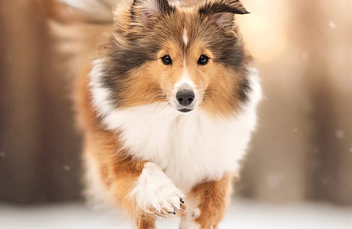 Shetland Sheepdog Calendar 2027