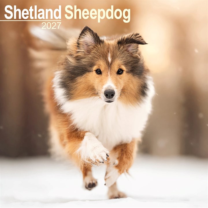 Shetland Sheepdog Calendar 2027