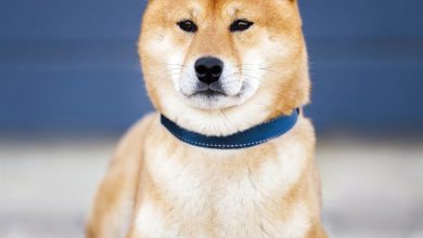 Shiba Inu Calendar 2027