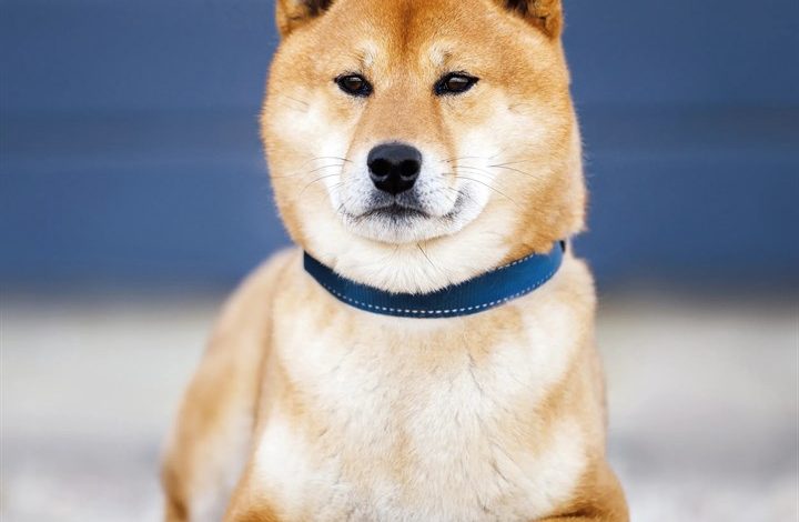 Shiba Inu Calendar 2027