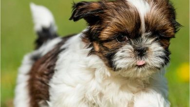 Shih Tzu Puppies Mini Calendar 2027