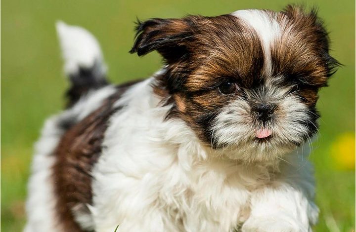 Shih Tzu Puppies Mini Calendar 2027