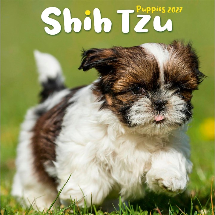 Shih Tzu Puppies Mini Calendar 2027