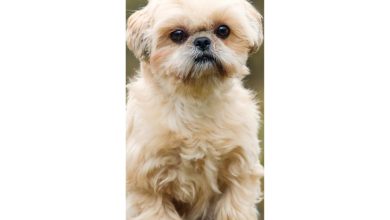 Shih Tzu Slim Calendar 2027