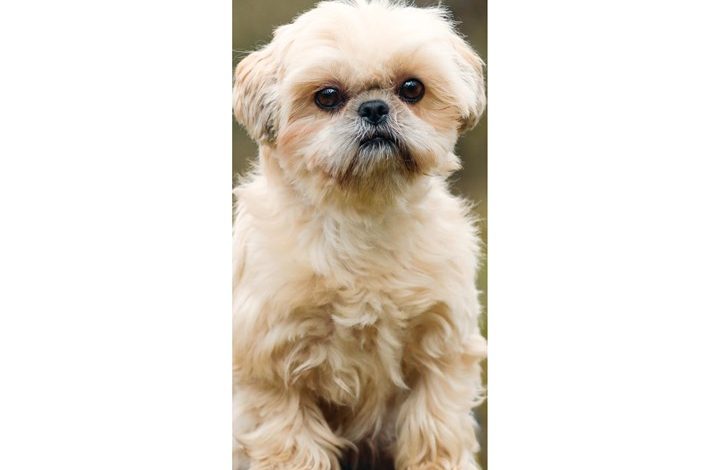 Shih Tzu Slim Calendar 2027