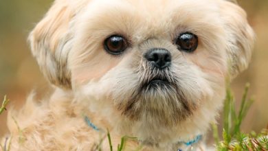 Shih Tzu Calendar 2027